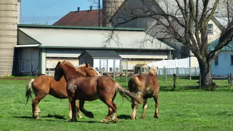 Galloping-Brown-Horses-on-green-grass-field-of-countryside-farm-with-silo-storage-in-background