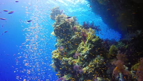 Unterwasseraufnahmen-Zeigen-Einen-Fischschwarm,-Der-Anmutig-Durch-Die-Lebhaften-Gewässer-Des-Roten-Meeres-In-Der-Nähe-Von-Hurghada,-Ägypten,-Manövriert,-Das-Meeresleben-Und-Die-Faszinierende-Schönheit-Der-Unterwasserökosysteme