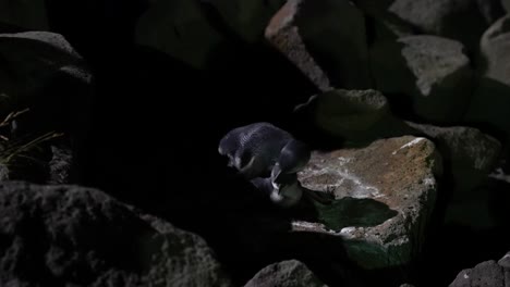 Little-Blue-Penguin-or-Korora-mating-basalt-black-rock-in-Timaru-New-Zealand