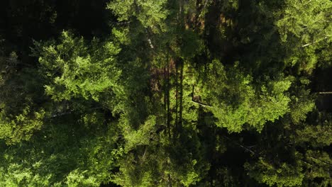 Pine-tree-forest-from-above