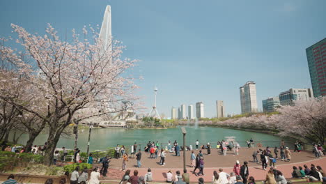 Parque-Del-Lago-Seokchon-En-Primavera---Multitudes-De-Personas-Caminando-Disfrutando-De-La-Flor-De-Sakura-Rosa-En-Un-Día-Soleado---Toma-Panorámica