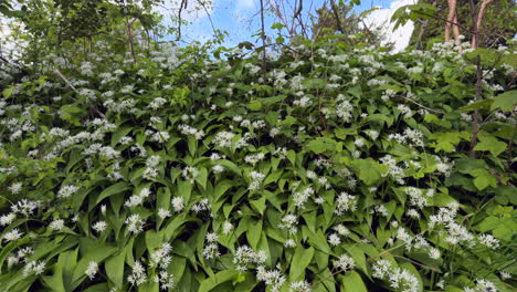 Un-Banco-De-Ajo-Silvestre-Que-Crece-En-La-Campiña-De-Warwickshire,-Inglaterra,-Con-Delicadas-Flores-Blancas-Y-Exuberantes-Hojas-Verdes.