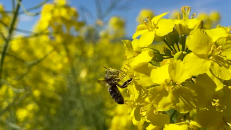 We-see-in-a-rapeseed-field-a-bee-slowly-emerging-from-a-yellow-flower-completely-impregnated-with-pollen,-rubbing-its-antennae-and-taking-flight,-leaving-the-flower-alone-with-a-subtle-movement