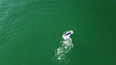 Un-Increíble-Vídeo-Teledirigido-De-Una-Juguetona-Manada-De-Delfines-En-El-Golfo-De-México-Frente-A-La-Península-De-Florida.