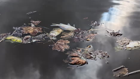 Verschmutzung-Führt-Zu-Toten-Fischen-Und-Im-Seewasser-Schwimmenden-Blättern