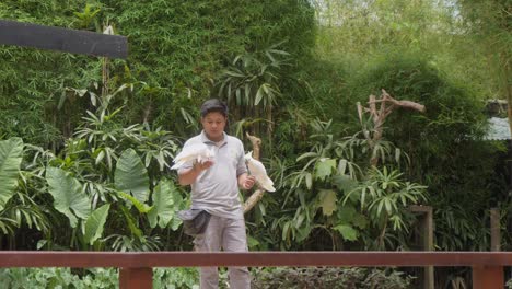 two-White-cockatoo-parrots-And-A-Zookeeper-At-A-Bird-Show-In-Bali-Zoo,-Indonesia---Medium-slow-motion-Shot