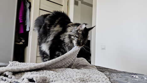 Maine-Coon-cat-arranging-bedding-for-a-comfortable-nap