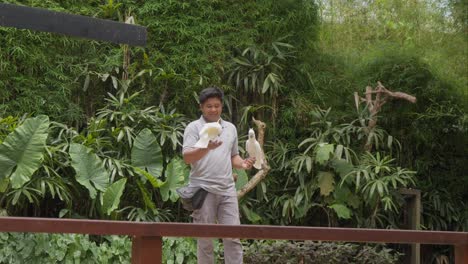 Loro-Cacatúa-Blanca-Y-Un-Cuidador-Del-Zoológico-En-Un-Espectáculo-De-Aves-En-El-Zoológico-De-Bali,-Indonesia---Toma-En-Cámara-Media-Lenta