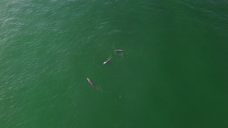 Una-Familia-De-Delfines-Jugando-En-El-Golfo-De-México,-En-La-Costa-De-Panama-City-Beach,-Florida.