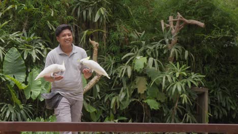 A-Zookeeper-with-two-White-cockatoo-parrots-At-A-Bird-Show-In-Bali-Zoo,-Indonesia---Medium-slow-motion-Shot