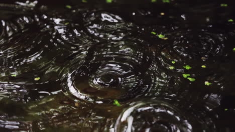 Primer-Plano-De-Un-Tranquilo-Charco-En-Medio-De-La-Temporada-De-Otoño