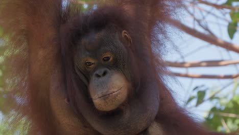 Orang-Utan-Hängt-Von-Einem-Ast.-Nahaufnahme