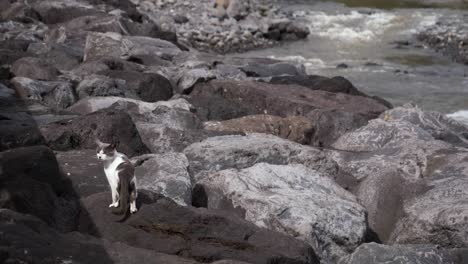 Vigilant-Stray-Cat-Resting-on-the-Rocks-River-in-Nature
