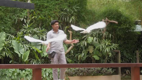 Weiße-Kakadu-Papageien-Im-Flug-Und-Ein-Tierpfleger-Bei-Einer-Vogelschau-Im-Zoo-Von-Bali,-Indonesien---Mittlere-Zeitlupenaufnahme