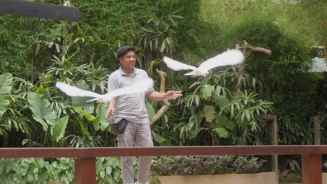 Loros-De-Cacatúa-Blanca-En-Vuelo-Y-Un-Cuidador-Del-Zoológico-En-Un-Espectáculo-De-Aves-En-El-Zoológico-De-Bali,-Indonesia---Toma-En-Cámara-Media-Lenta