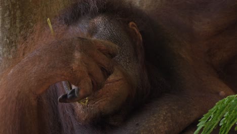 Porträt-Eines-Orang-Utans,-Der-Blätter-Frisst.-Handheld-Und-Nahaufnahme