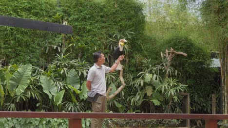 Nashornvogel-Und-Ein-Tierpfleger-Bei-Einer-Vogelschau-Im-Zoo-Von-Bali,-Indonesien---Mittlere-Aufnahme