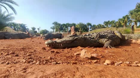 El-Cocodrilo-Se-Encuentra-Cerca-De-La-Cámara-Al-Sol-En-La-Arena-Y-No-Se-Mueve.