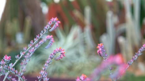 Rack-focus-pulling-shot-of-echeveria-flowering-plants,-reveals-tourists-wandering-in-the-succulent-garden-at-Flower-Dome-Conservatory-at-Gardens-by-the-bay,-Singapore