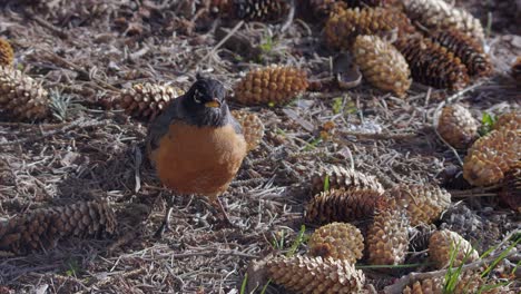 Red-breasted-Robin-bird-looks-for-food-on-pine-cone-forest-ground