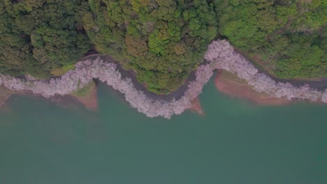 A-top-drone-shot-of-a-road-full-of-cherry-blossom-by-a-lake-in-Saga-Prefecture,-Japan