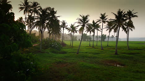 Sunrise-in-a-coconut-garden-and-paddy-field,-wetland-and-paddy-field-covered-with-green-grass-and-coconut-trees