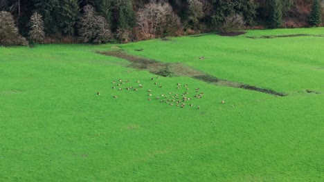 Panning-aerial-drone-shot-overlooking-a-herd-of-elk-grazing-and-resting