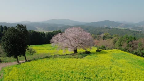A-single-cherry-blossom-tree-in-Saga-Prefecture,-Kyushu,-Japan