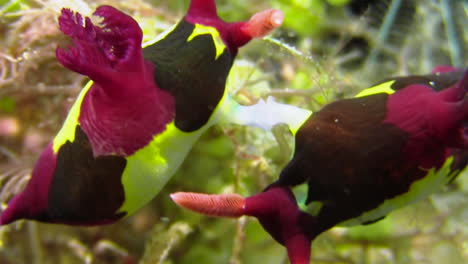 Nudibranch-mating:-Two-colorful-Nembrotha-sea-slugs-have-their-sexual-organs-connected-while-they-remain-side-by-side