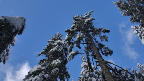 Tree-Foliage-Loaded-With-Snow-In-Blue-Sky