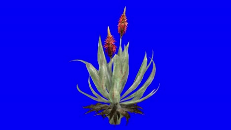 3D-Aloe-Vera-Mit-Windeffekt-Auf-Blauem-Bildschirm,-3D-Animation
