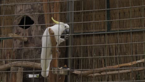 Weißer-Kakadu-Papagei-In-Einem-Käfig,-Der-Eine-Nuss-Isst