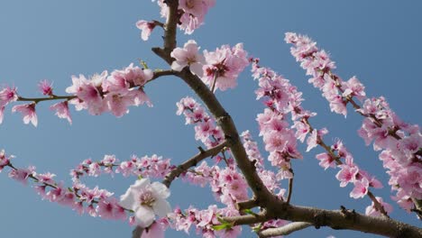 Flores-Rosadas-Rama-De-Melocotonero-Con-Un-Cielo-Azul-En-El-Fondo-Las-Flores-Están-En-Plena-Floración-Y-El-Cielo-Es-Claro-Y-Brillante