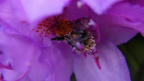 Bumblebee-Pollinating-Purple-Rhododendron.---close-up-shot