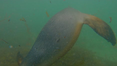Zeitlupe-Unter-Wasser-Mit-Zwei-Davonschwimmenden-Australischen-Seelöwen