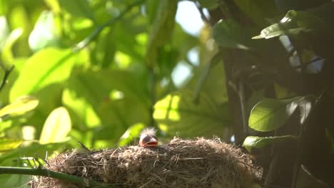 Amselbabys-In-Einem-Nest,-Die-Darauf-Warten,-Von-Ihrer-Mutter-Gefüttert-Zu-Werden