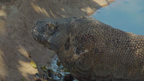 Close-up-of-Komodo-dragon-motionless-along-shores-on-water-surface