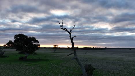 Drone-flying-over-dead-tree-to-sunset-beyond
