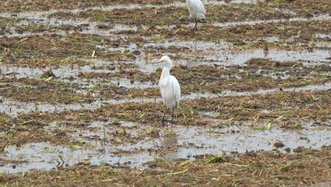 Close-up-shot-of-a-cattle-egret-standing-on-the-agricultural-farmlands,-slowly-walking-and-foraging-for-fallen-crops-on-the-wet-soil-ground-of-harvested-paddy-fields