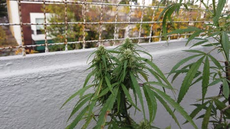 Triple-Bud-Apical-Trim-Marijuana-Technique-flower-plants-closeup-outdoors-balcony-buds-waving-wind-trimming-shot