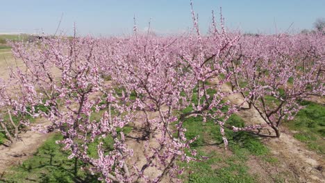 Vista-Aérea-Sobre-Una-Granja-Agrícola-Simétrica-De-Melocotonero-De-Flor-Rosa,-árboles-De-Color-Rosa-Y-Púrpura-En-Flor-El-Día-De-La-Primavera