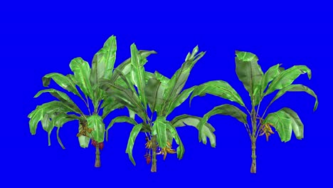 3D-Bananenpflanzencluster-Mit-Windeffekt-Auf-Blauem-Bildschirm,-3D-Animation
