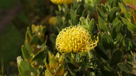 Honey-Bee-Flying-over-Leucospermum-Flower,-Macro