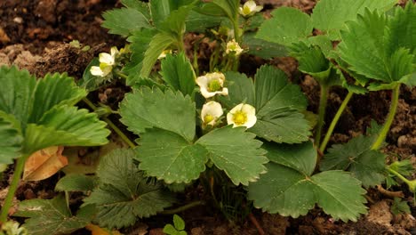 Una-Planta-De-Fresas-En-Flor-En-Un-Campo-En-Un-Día-Soleado-De-Primavera