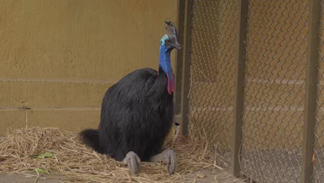 Cassowary-perched-in-its-nest-in-its-cage
