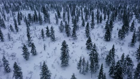 E-bikers-cycling-in-middle-of-snowy-woods,,-dark,-cloudy-winter-day-in-Lapland---Drone-shot