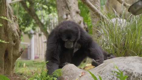 Portrait-of-a-Siamang-gibbon-sitting-on-the-ground,-digging-with-its-hand