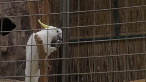 White-cockatoo-parrot-in-a-cage-eating-a-nut