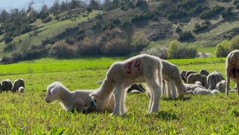 Shot-Cute-Babies-Lamb-Grass-Field-Sunny-Landscape