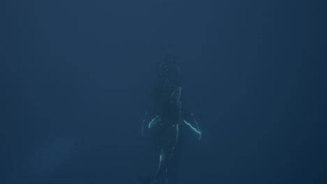 Ballenas-Jorobadas,-Madre-Y-Cría-En-Aguas-Claras-Que-Vienen-Desde-El-Azul-Profundo-Hasta-La-Superficie-Alrededor-De-Las-Islas-De-Tahití,-Polinesia-Francesa.